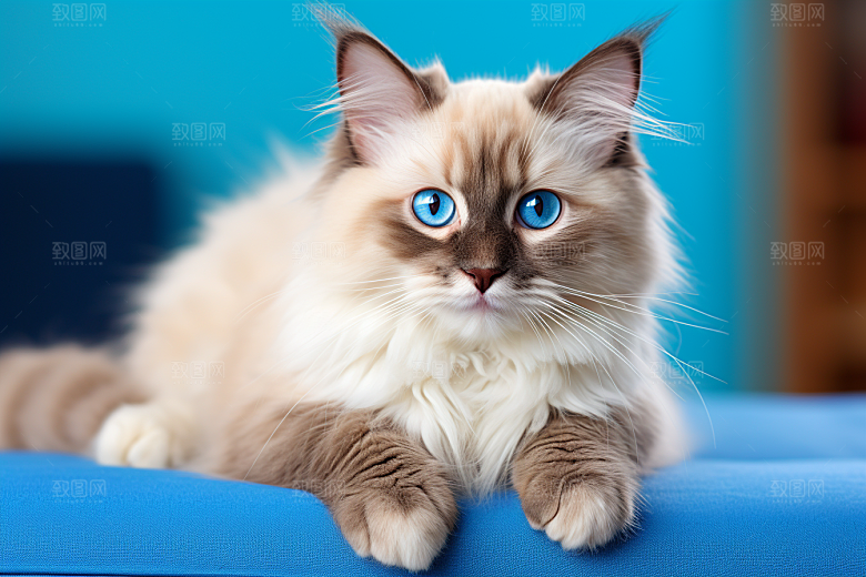 布偶猫自然仙女猫摄影图