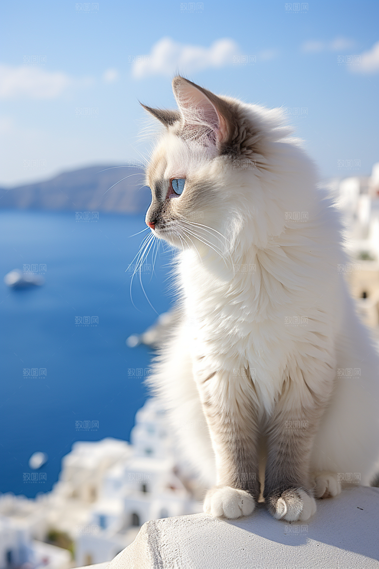 布偶猫养宠高清摄影图