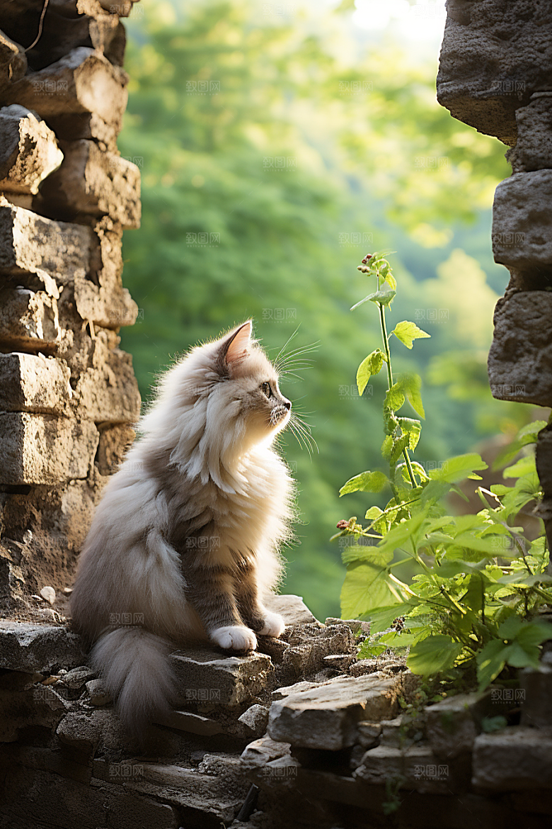 布偶猫自然长毛猫摄影图