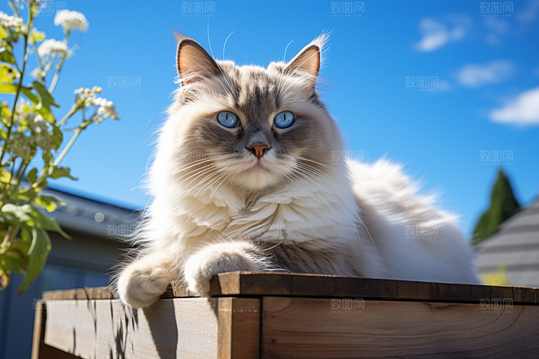 布偶猫清新生活摄影图