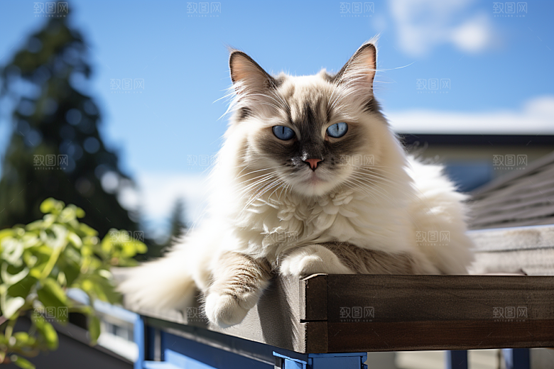 布偶猫自然可爱摄影图