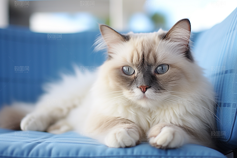 布偶猫仙女猫生活摄影图