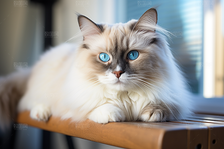 布偶猫清新高清摄影图