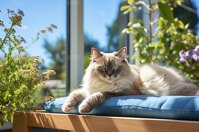 布偶猫长毛猫家居摄影图