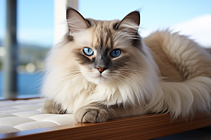 布偶猫高清仙女猫摄影图