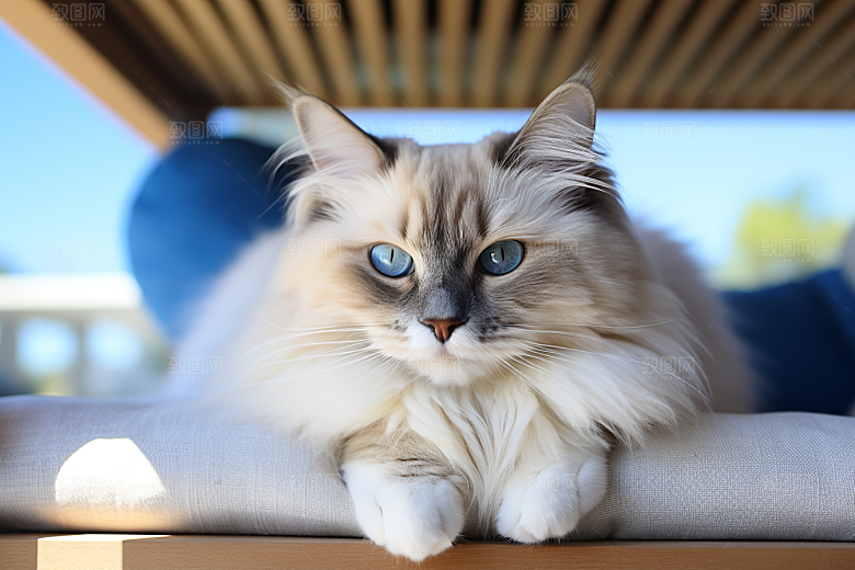 布偶猫自然家居摄影图