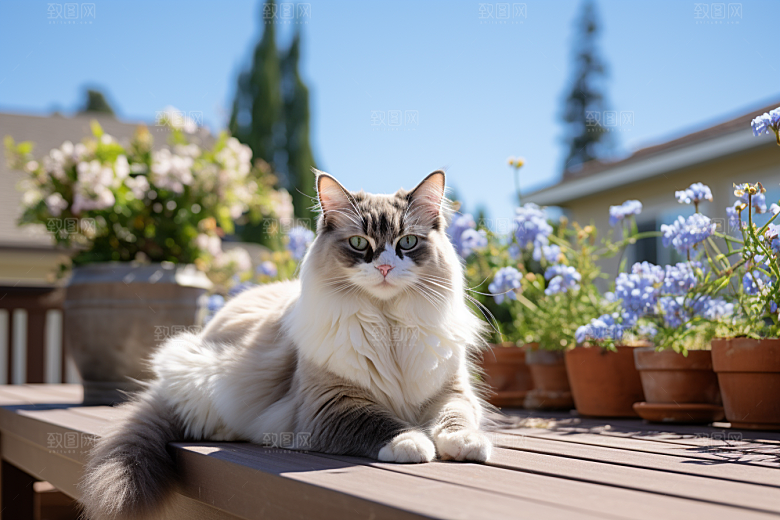 布偶猫可爱仙女猫摄影图
