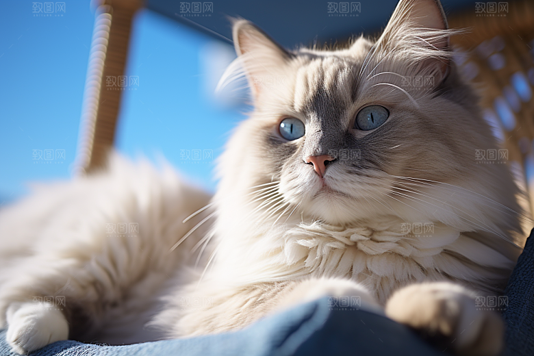 布偶猫自然仙女猫摄影图