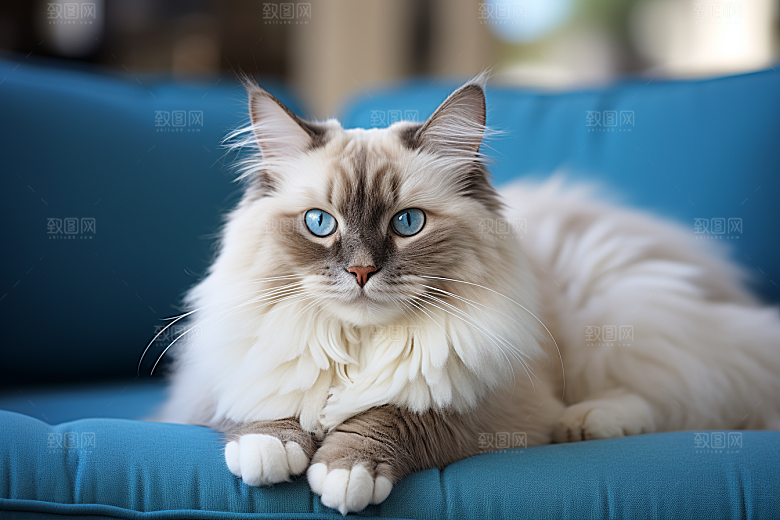 布偶猫自然宠物摄影图