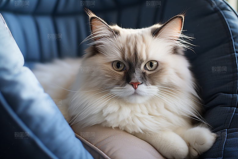 布偶猫清新生活摄影图