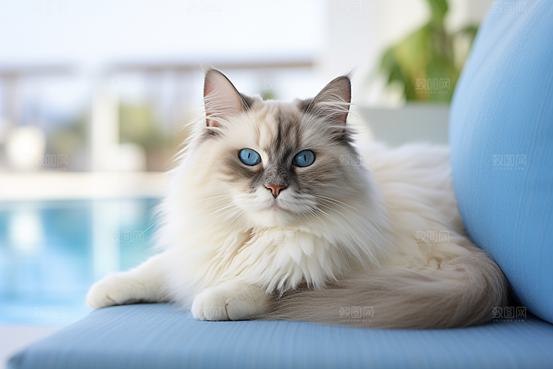 布偶猫长毛猫清新摄影图