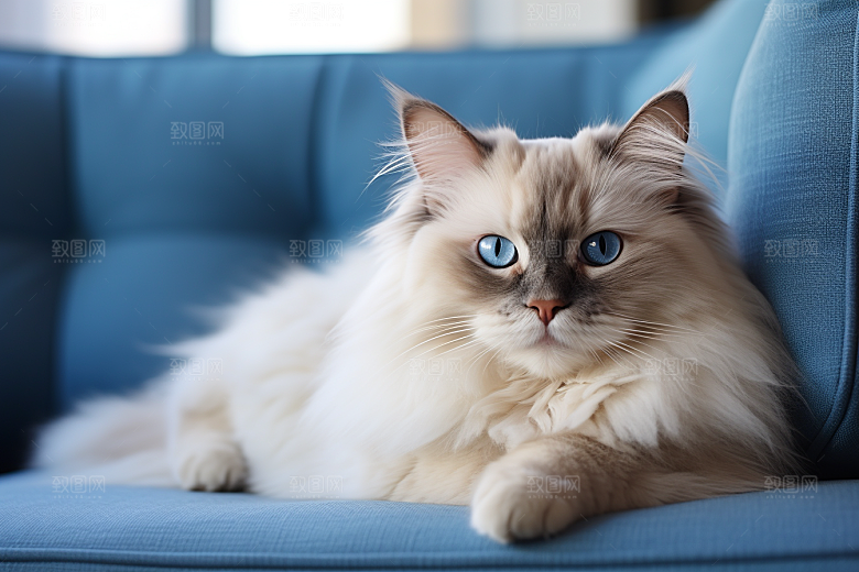 布偶猫仙女猫高清摄影图