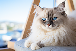 布偶猫自然长毛猫摄影图