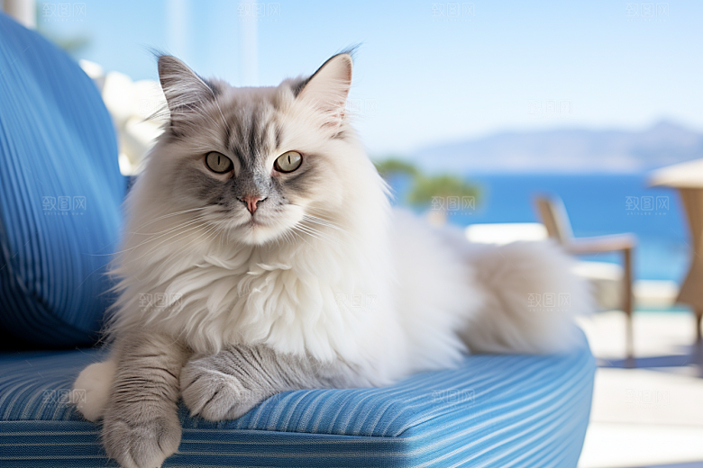 布偶猫养宠长毛猫摄影图