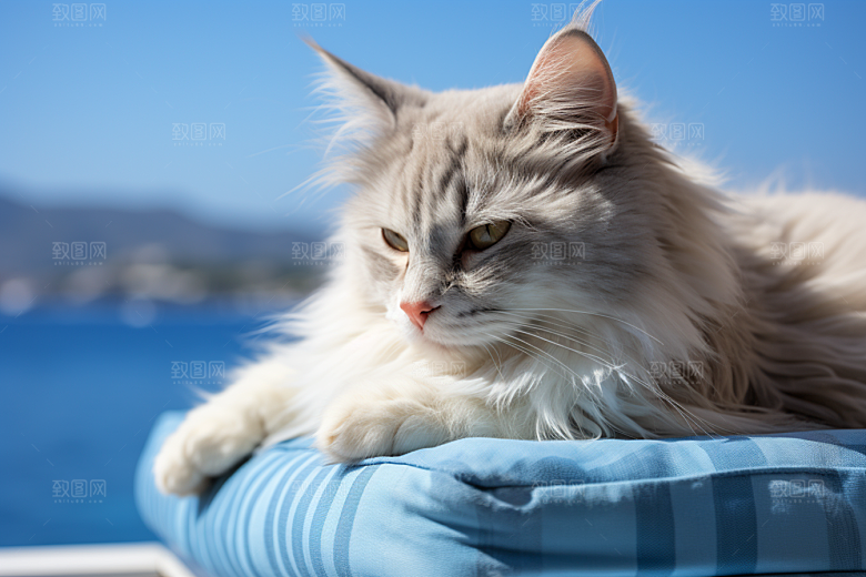 布偶猫生活高清摄影图