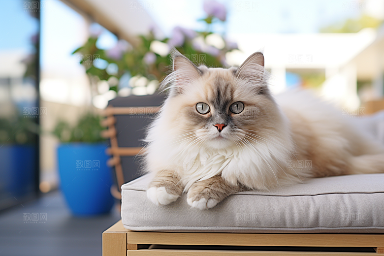 布偶猫养宠高清摄影图