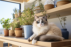 布偶猫生活长毛猫摄影图