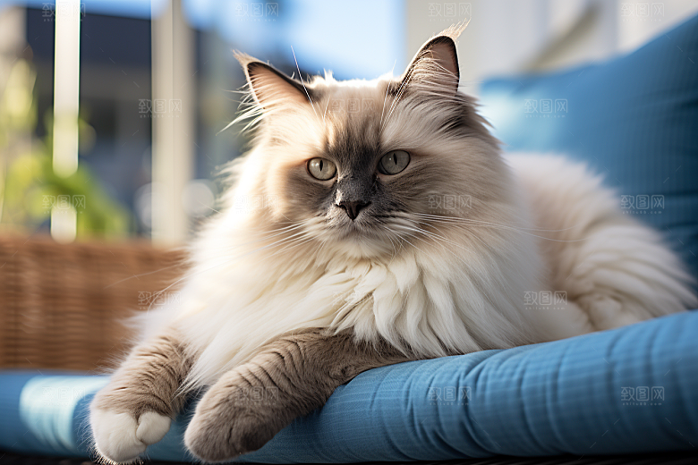 布偶猫清新仙女猫摄影图