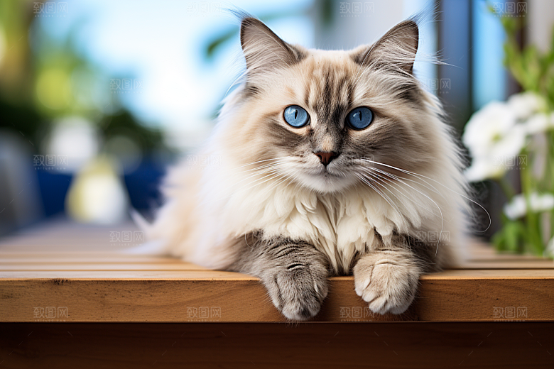 布偶猫宠物仙女猫摄影图