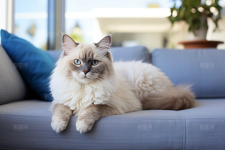 布偶猫清新仙女猫摄影图