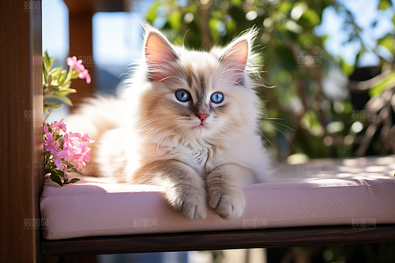 布偶猫高清长毛猫摄影图