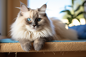 布偶猫长毛猫高清摄影图
