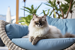 布偶猫仙女猫宠物摄影图