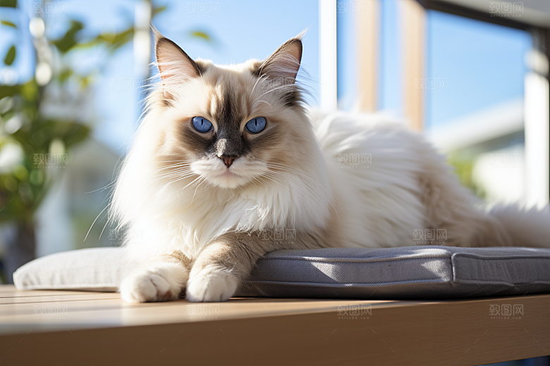 布偶猫高清仙女猫摄影图