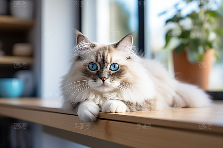 布偶猫自然家居摄影图