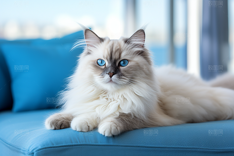 布偶猫自然生活摄影图