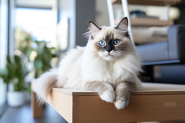 布偶猫生活仙女猫摄影图