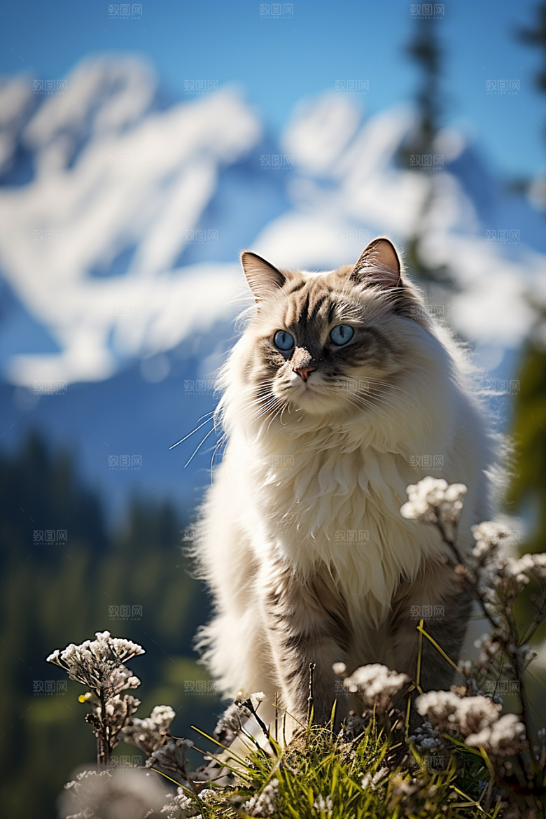 布偶猫生活长毛猫摄影图