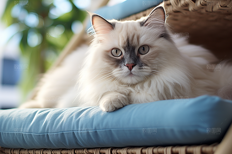 布偶猫长毛猫养宠摄影图