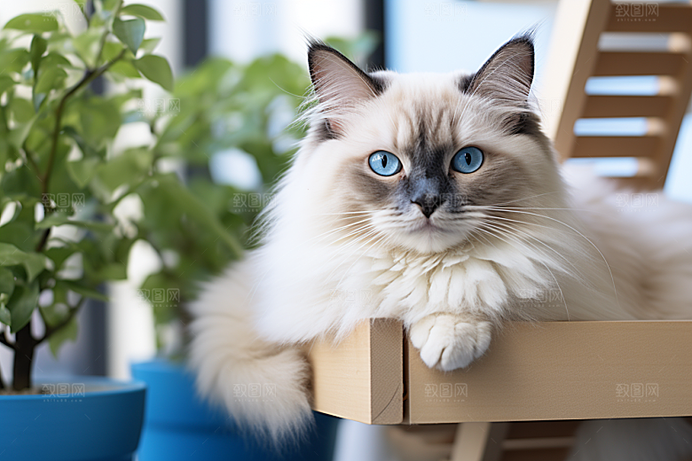 布偶猫清新家居摄影图