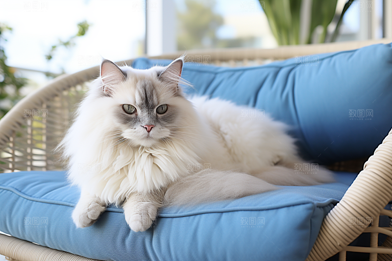 布偶猫长毛猫宠物摄影图