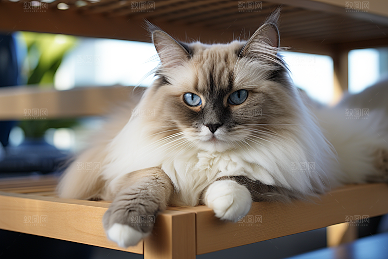 布偶猫可爱生活摄影图