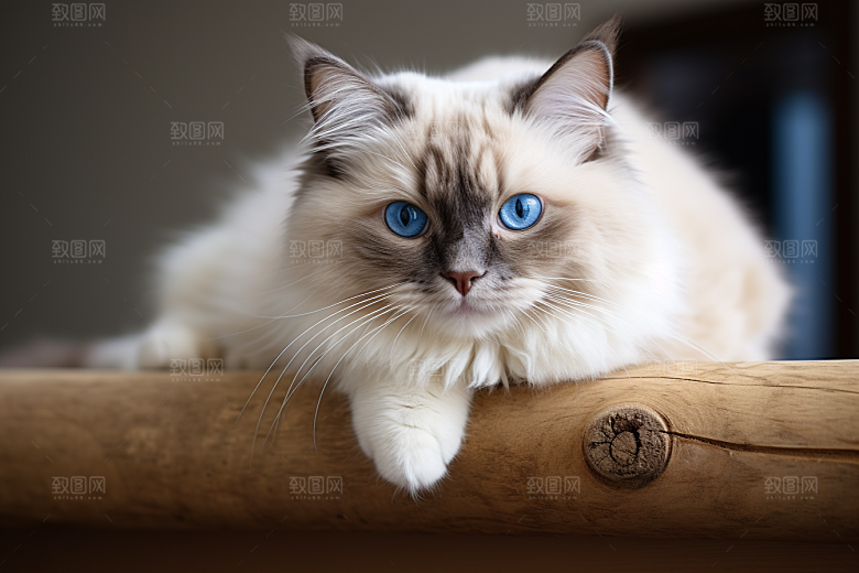 布偶猫仙女猫可爱摄影图