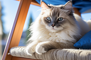 布偶猫仙女猫可爱摄影图