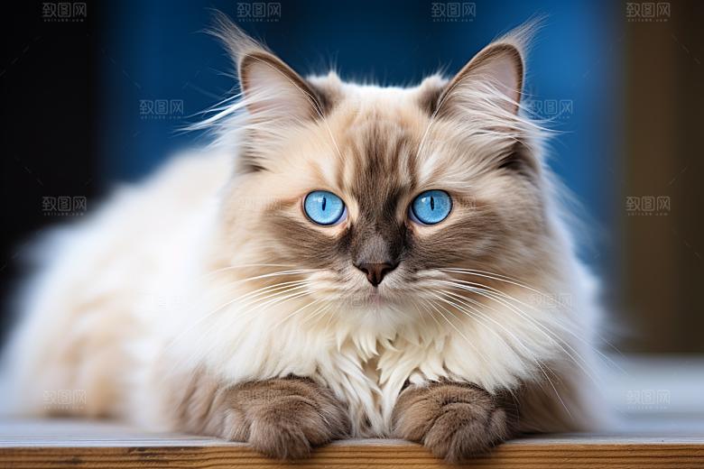 布偶猫宠物仙女猫摄影图