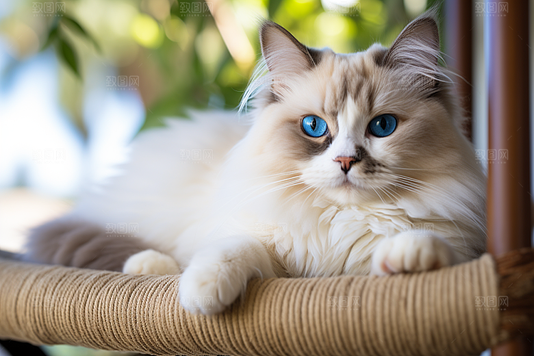 布偶猫养宠自然摄影图