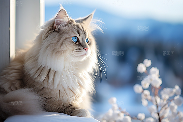 布偶猫生活可爱摄影图
