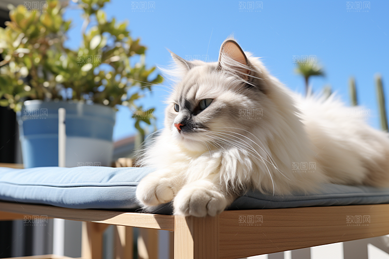 布偶猫清新宠物摄影图