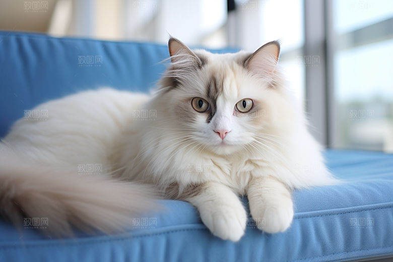 布偶猫高清仙女猫摄影图