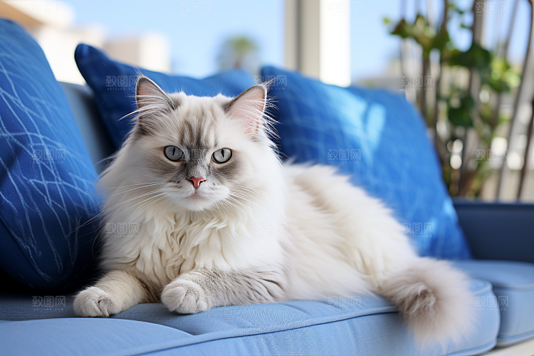 布偶猫养宠仙女猫摄影图