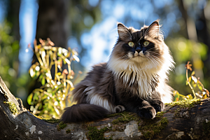 布偶猫养宠仙女猫摄影图