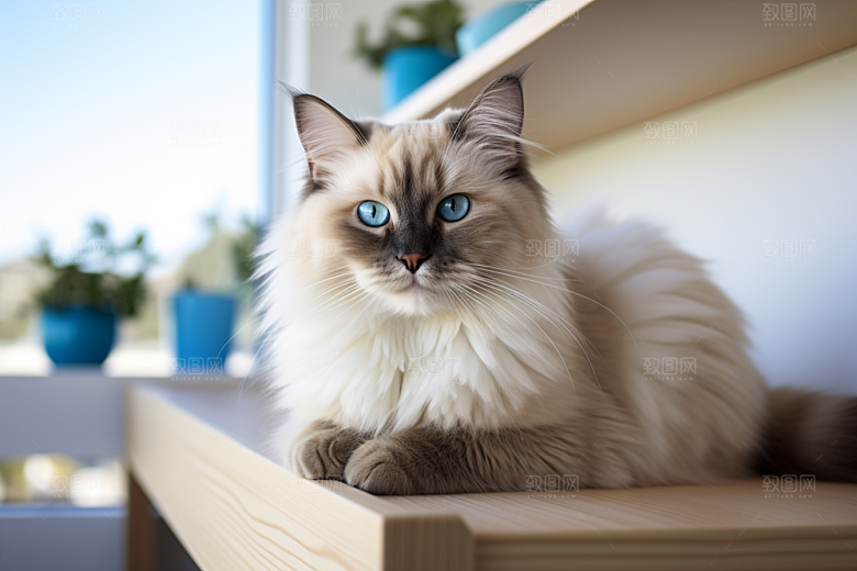 布偶猫长毛猫家居摄影图