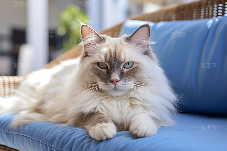 布偶猫家居长毛猫摄影图