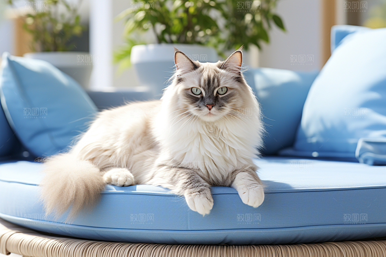 布偶猫仙女猫生活摄影图
