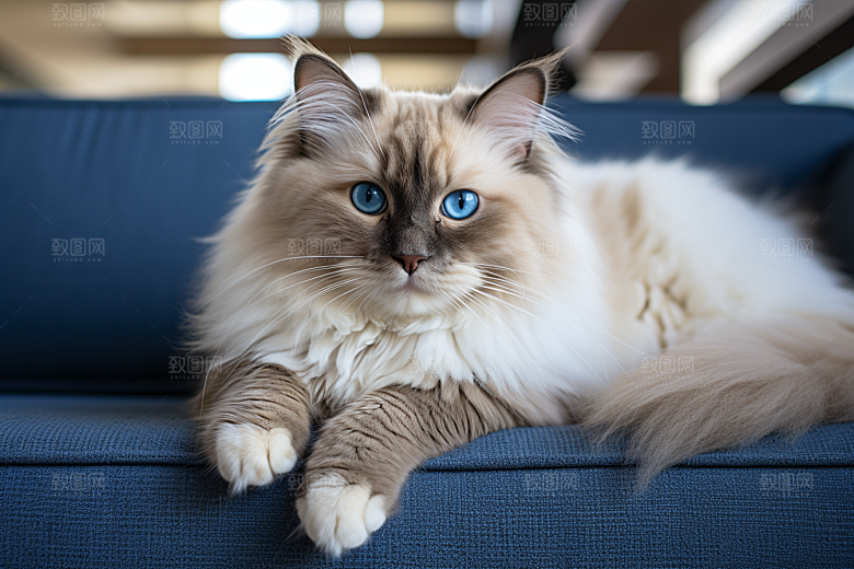 布偶猫长毛猫家居摄影图
