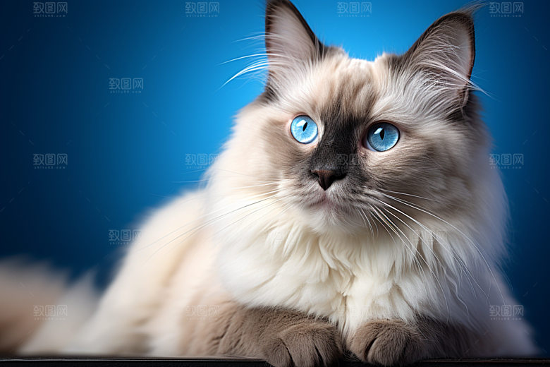 布偶猫生活高清摄影图